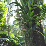 Asplenium australasicum