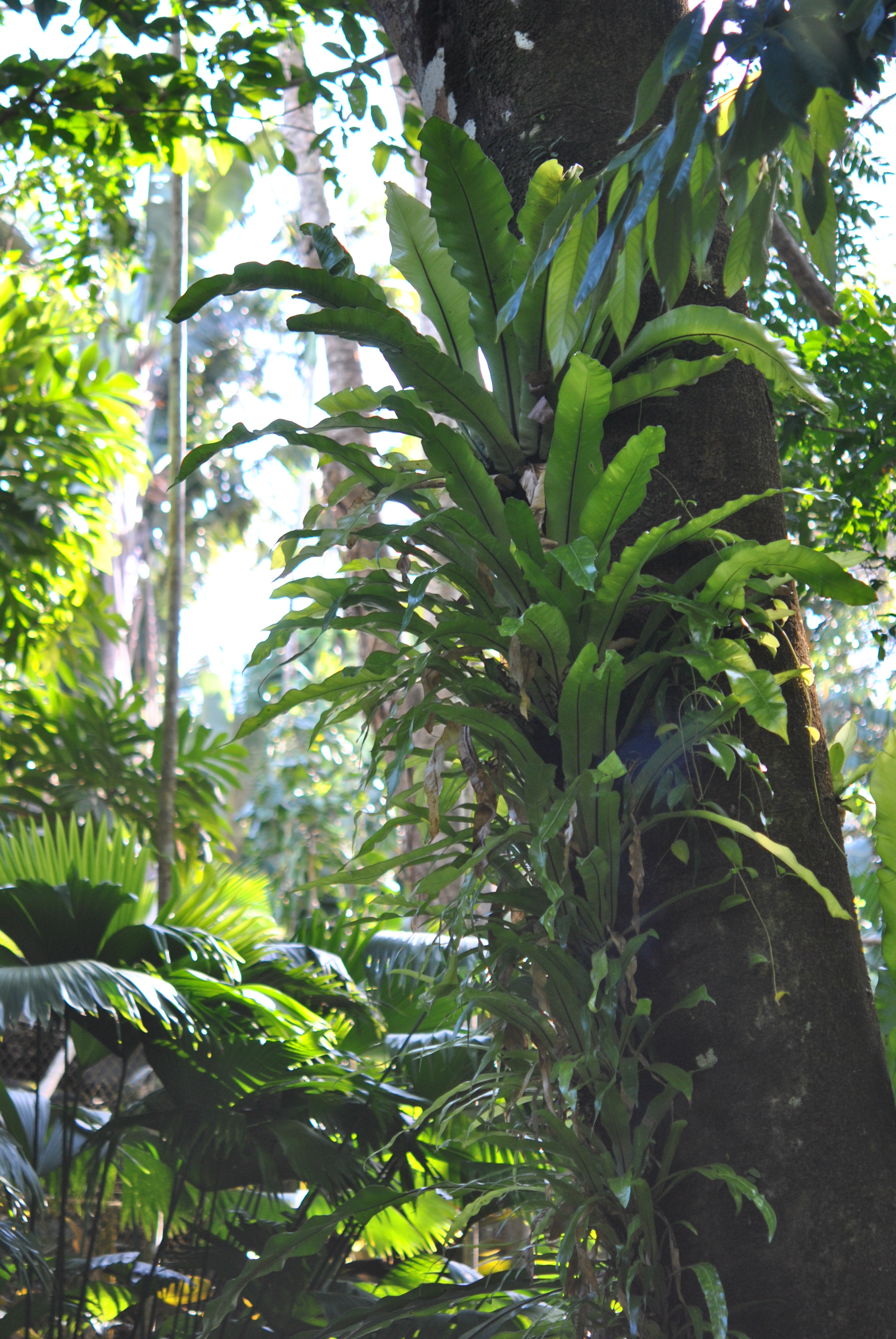 Asplenium australasicum