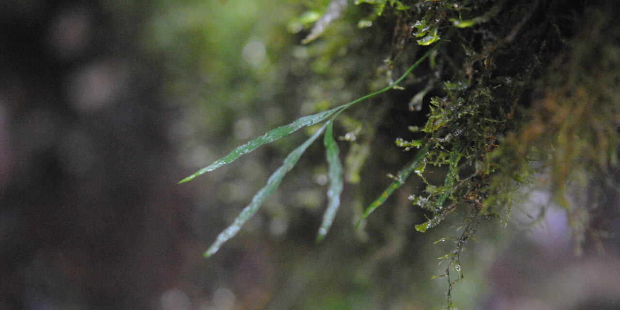 Asplenium salignum