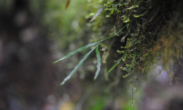 Asplenium salignum