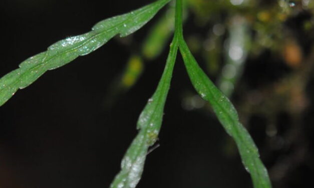 Asplenium salignum