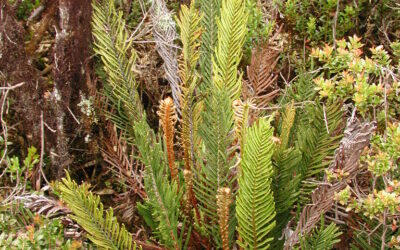 Parablechnum loxense