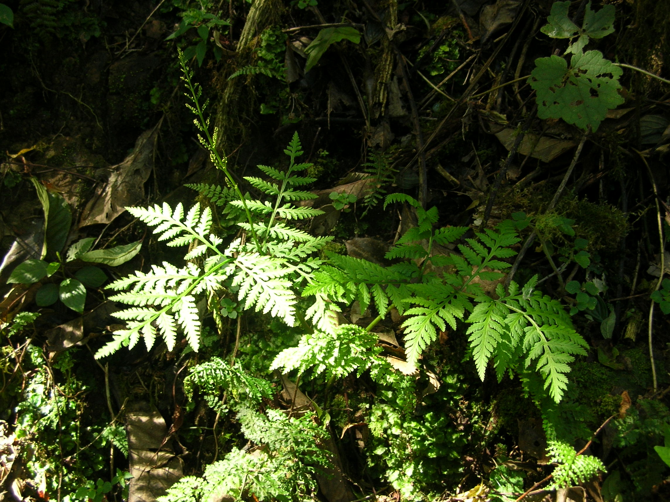 Botrypus virginianus