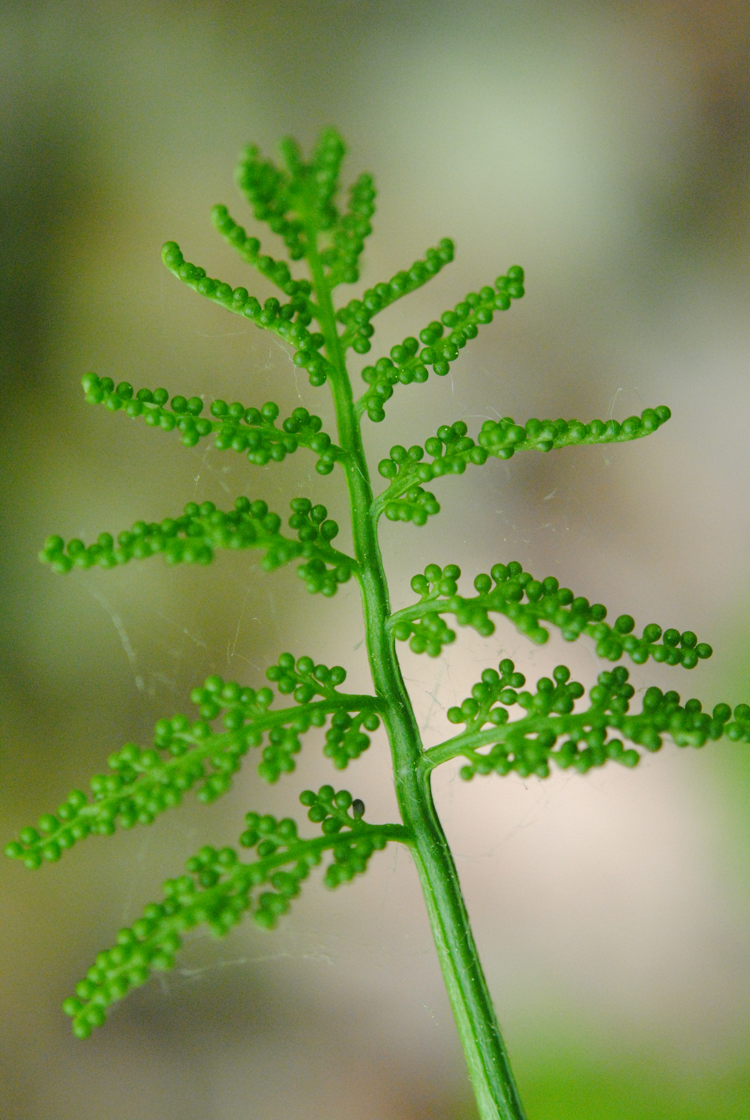 Botrypus virginianus