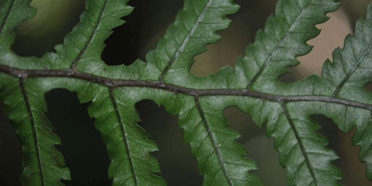 Diploblechnum neglectum