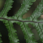 Diploblechnum neglectum