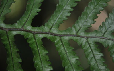 Diploblechnum neglectum