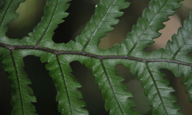 Diploblechnum neglectum