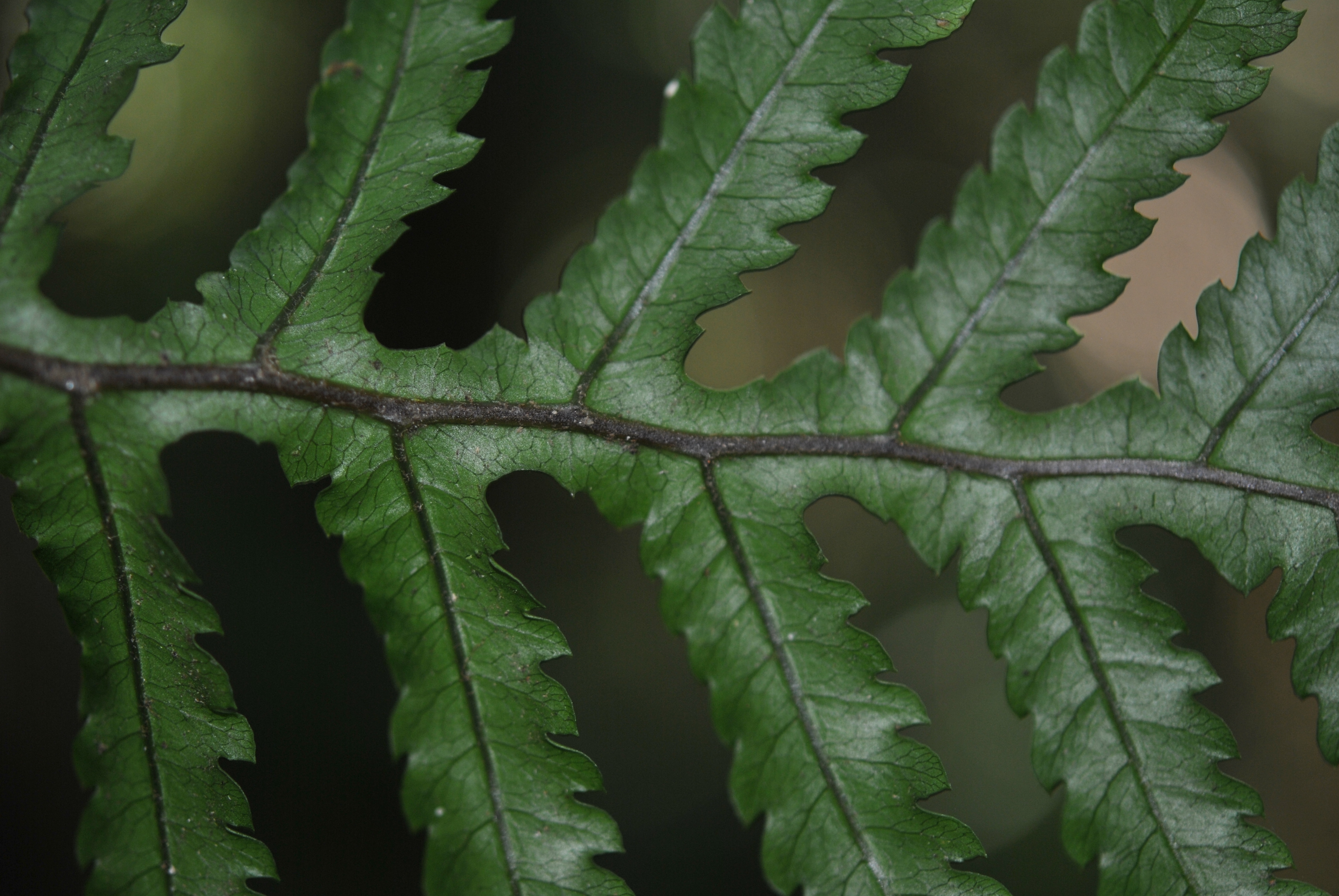 Diploblechnum neglectum