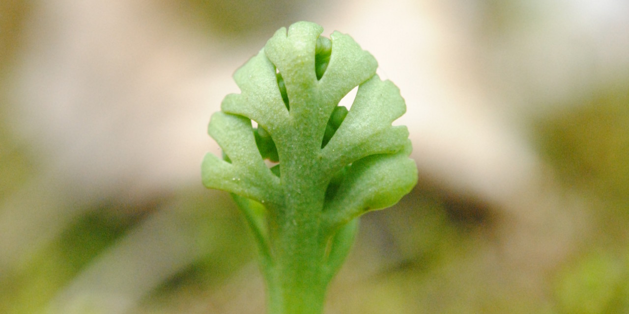 Botrychium ascendens