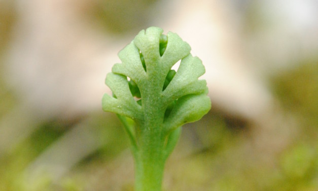 Botrychium ascendens