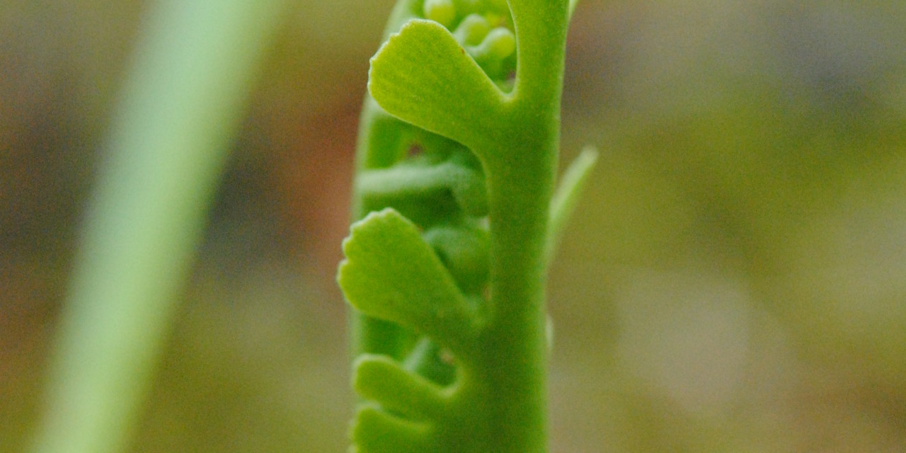 Botrychium campestre