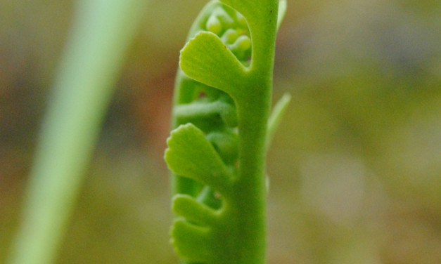 Botrychium campestre