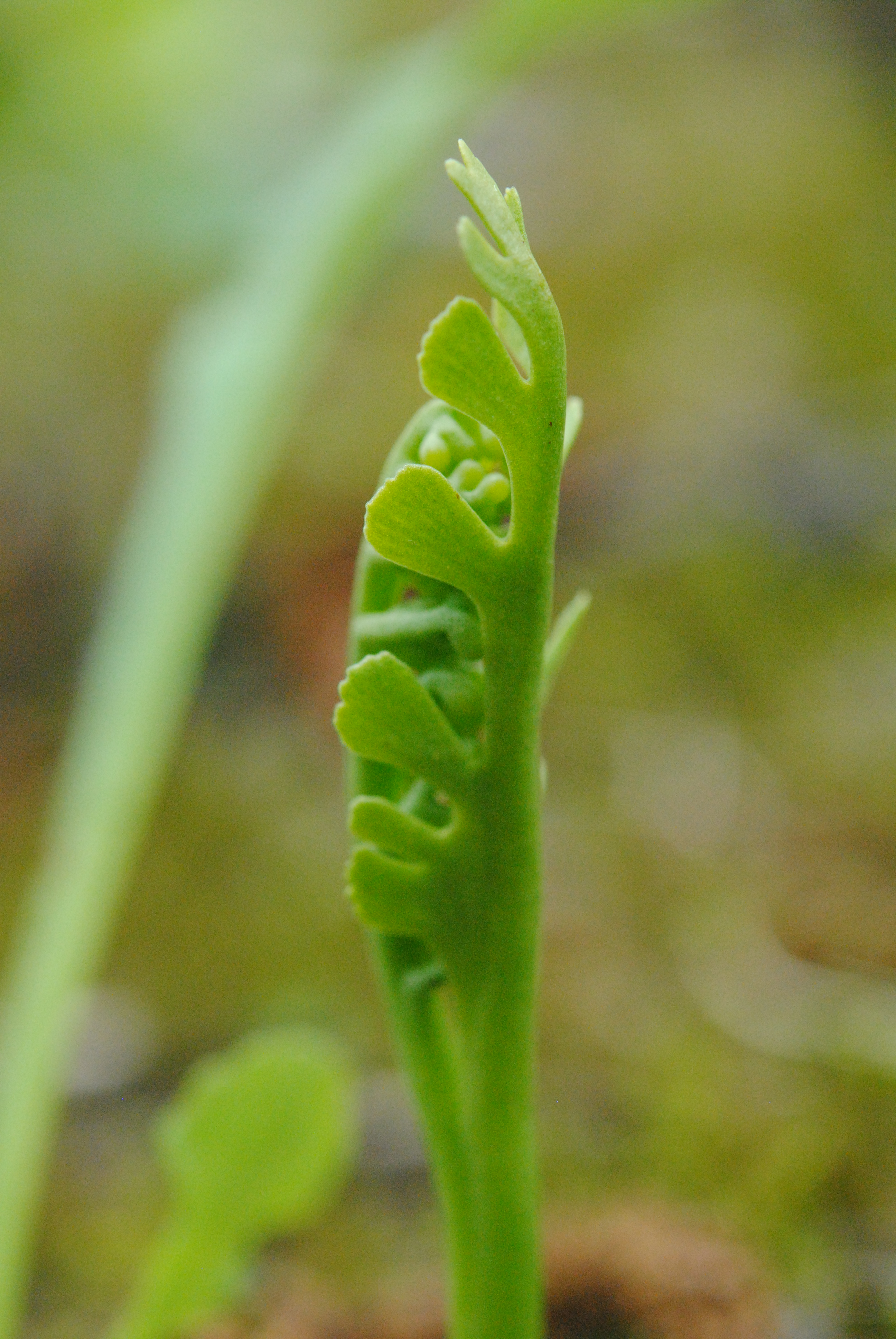 Botrychium campestre