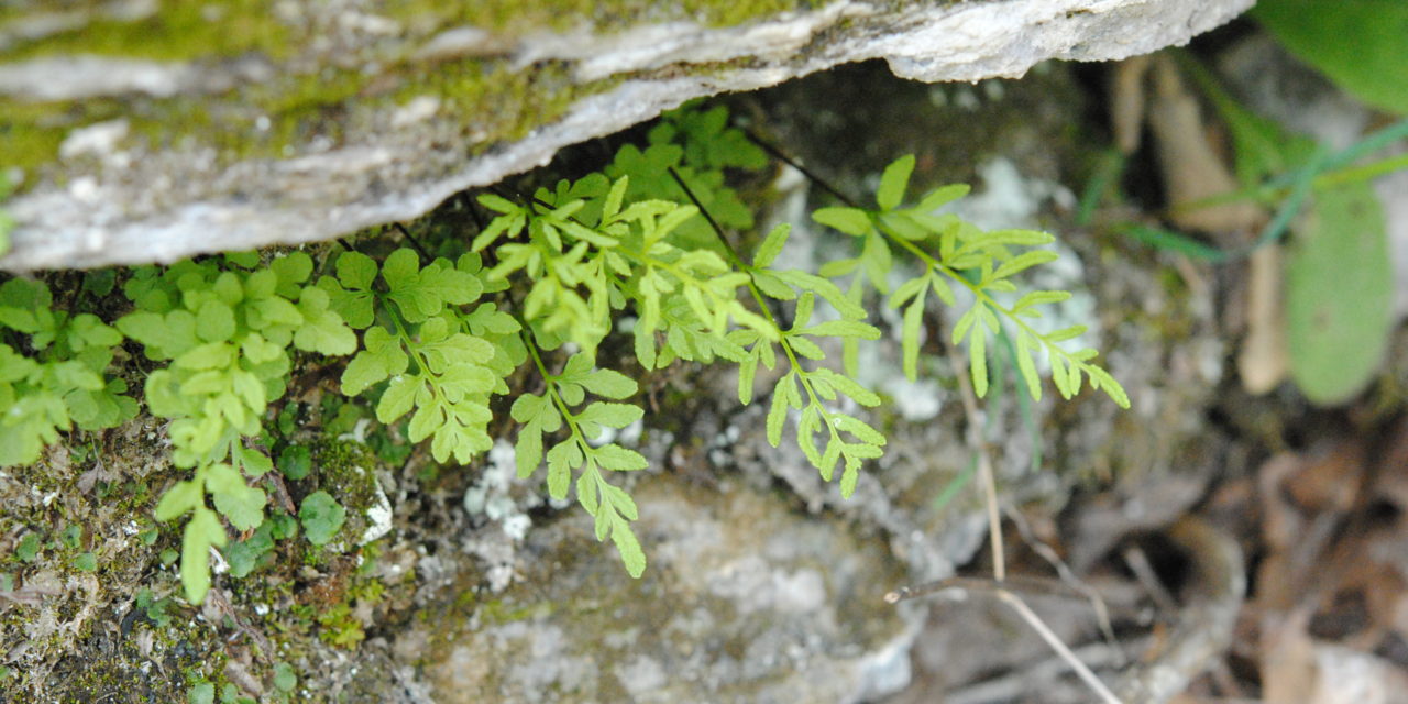 Cryptogramma stelleri