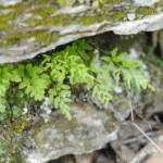 Cryptogramma stelleri