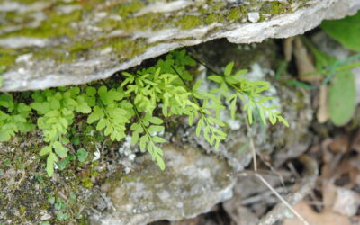 Cryptogramma stelleri