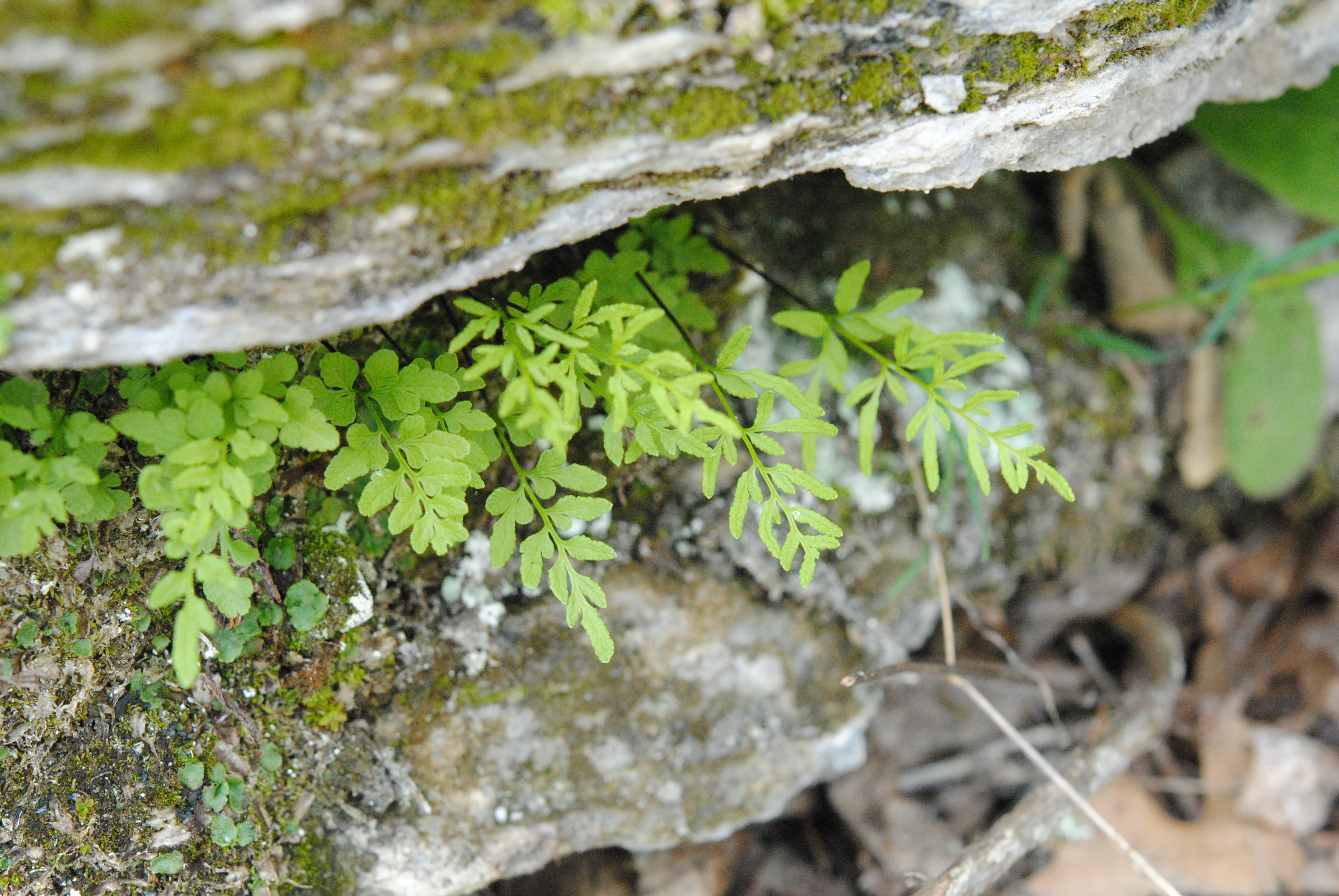 Cryptogramma stelleri