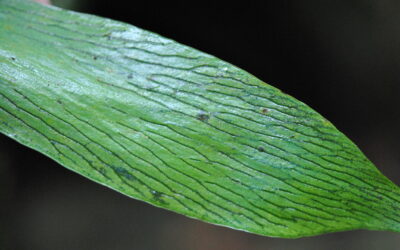 Antrophyum reticulatum