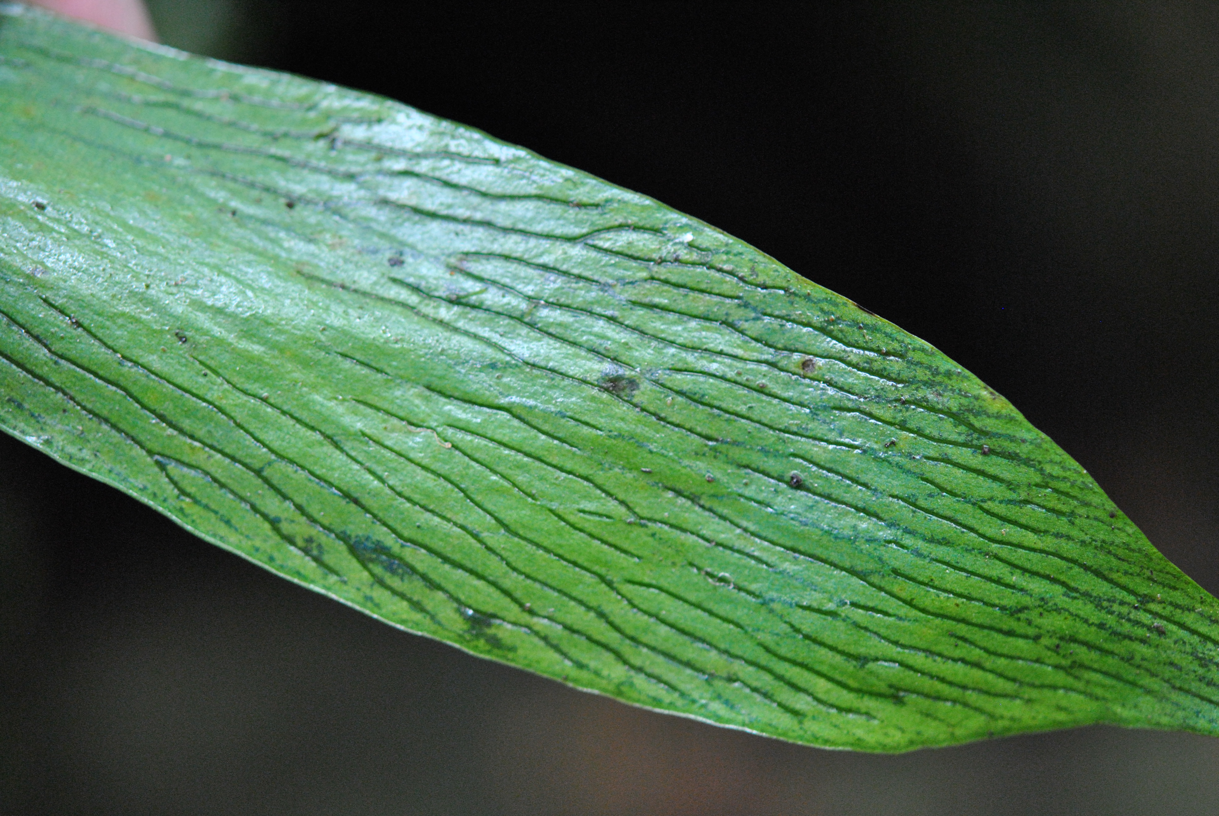 Antrophyum reticulatum