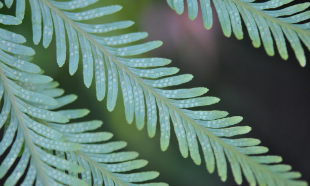 Sticherus flabellatus var.  compactus