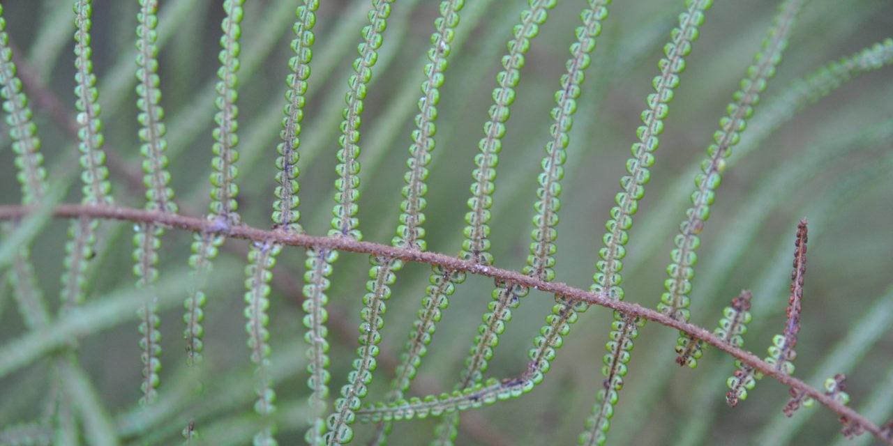 Gleichenia dicarpa