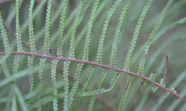 Gleichenia dicarpa