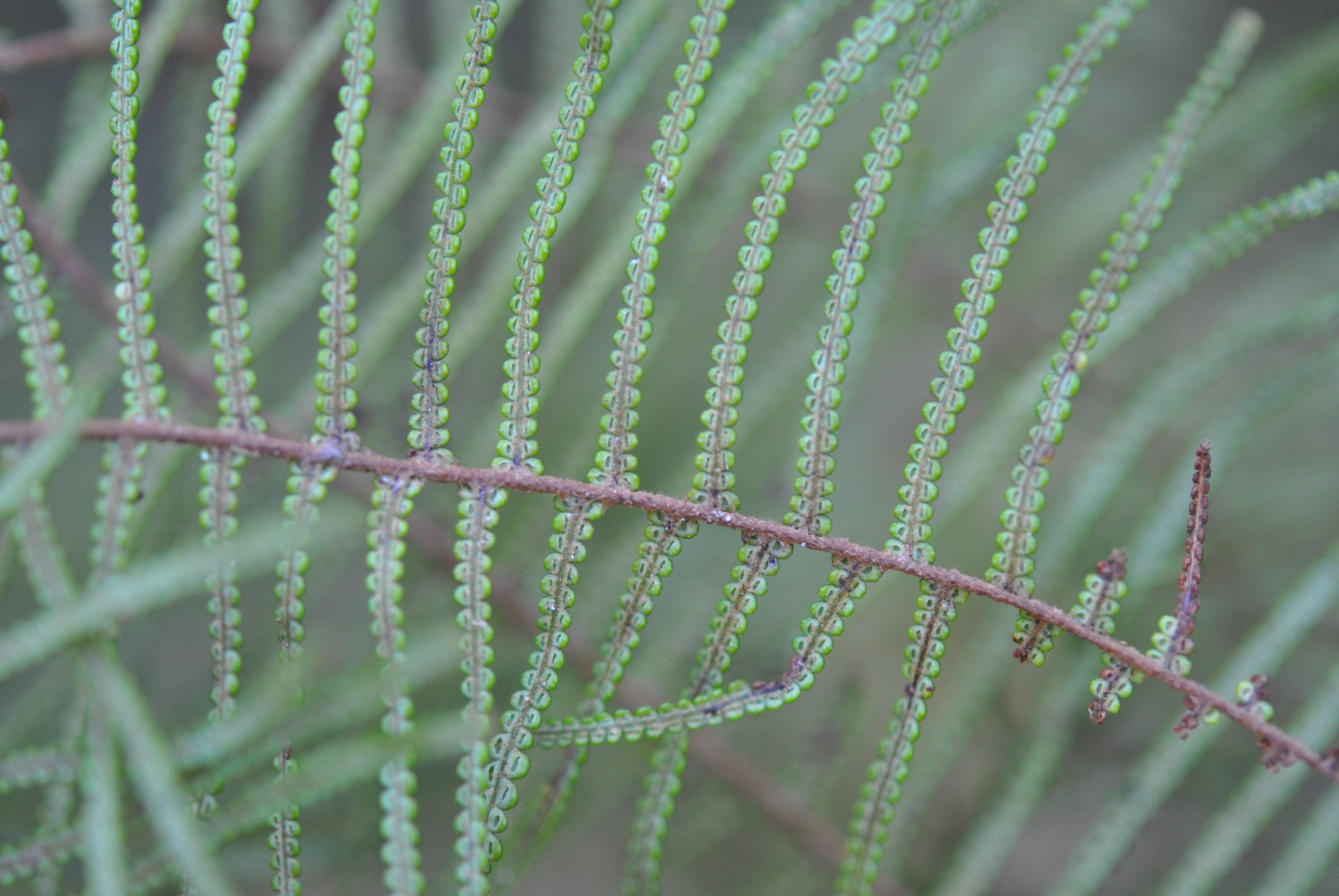 Gleichenia dicarpa