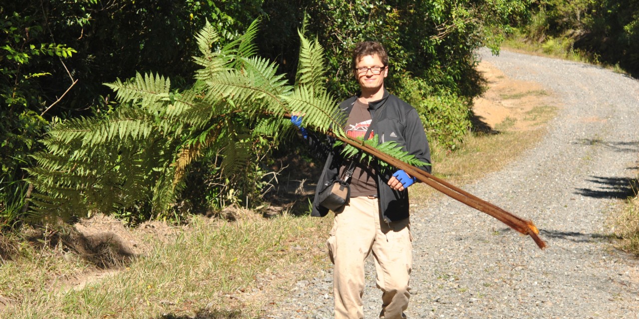 Dicksonia herbertii