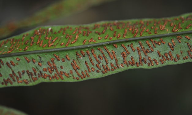 Taenitis pinnata