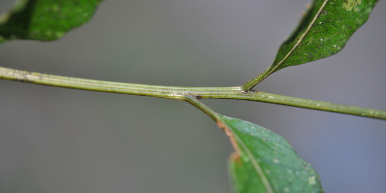 Coveniella poecilophlebia