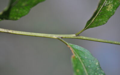 Coveniella poecilophlebia