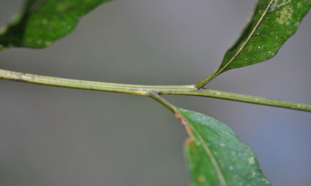 Coveniella poecilophlebia