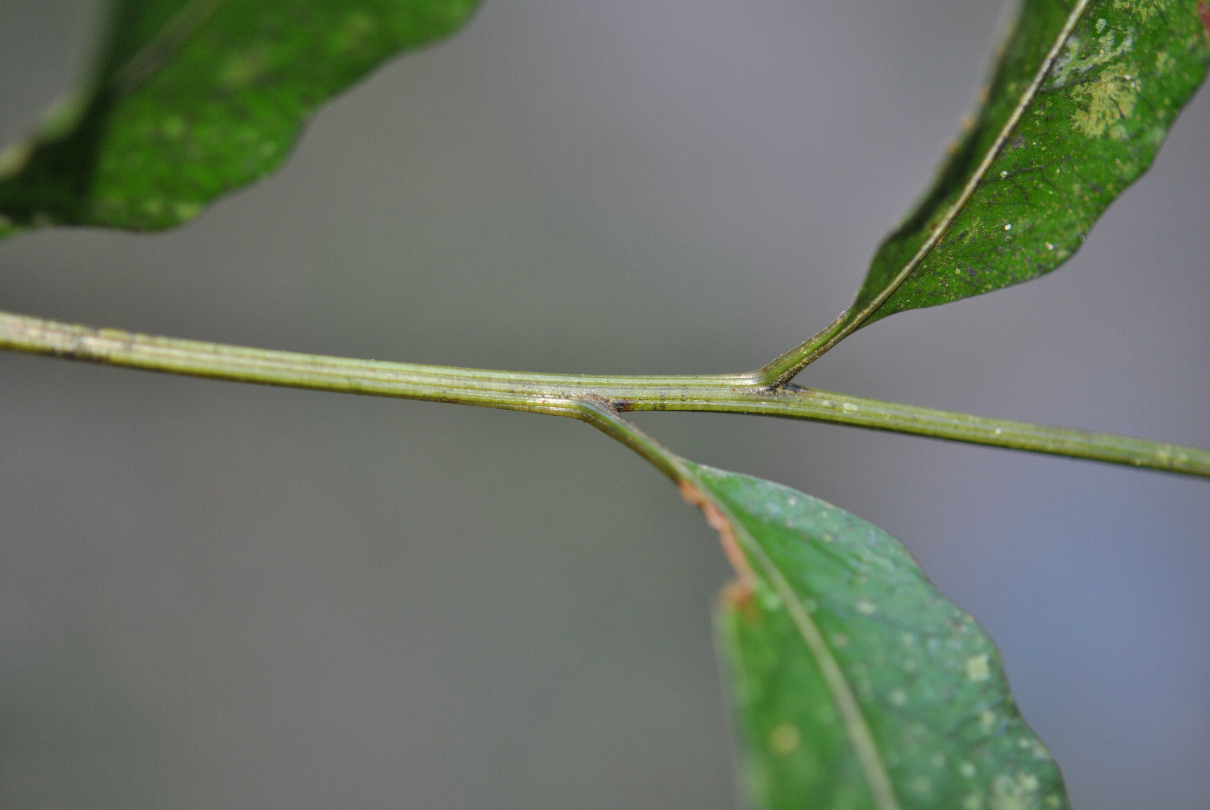 Coveniella poecilophlebia