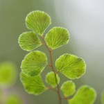 Adiantum aethiopicum