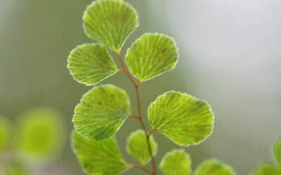 Adiantum aethiopicum