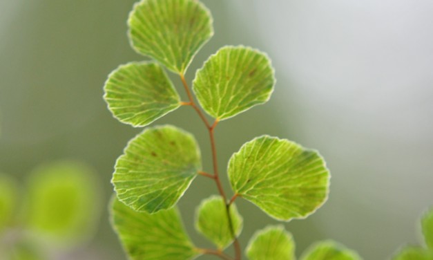 Adiantum aethiopicum