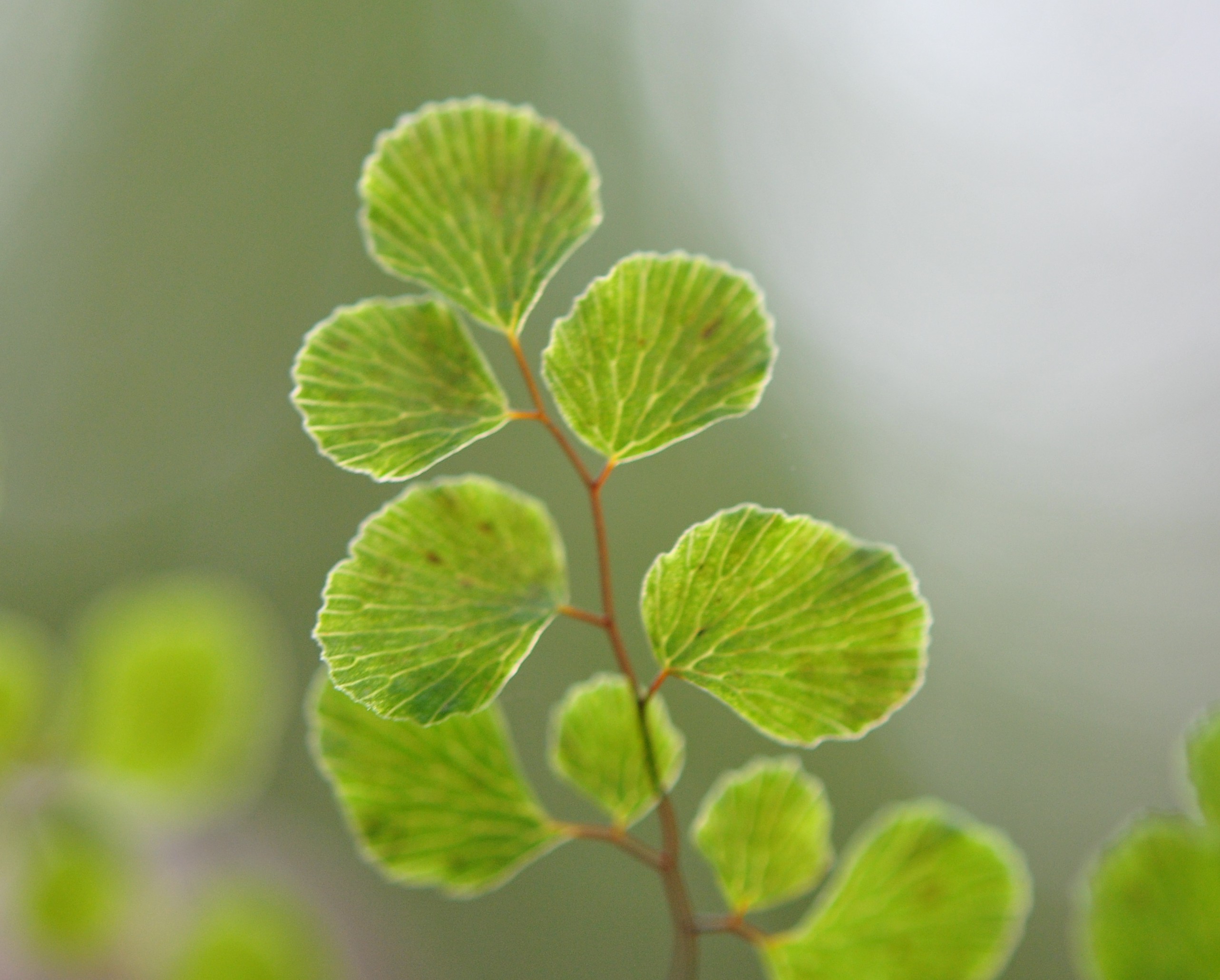 Adiantum aethiopicum