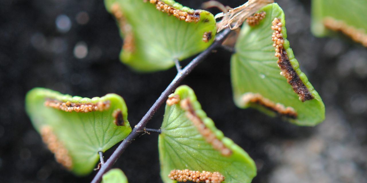 Adiantum deltoideum