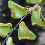 Adiantum deltoideum