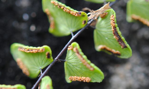 Adiantum deltoideum