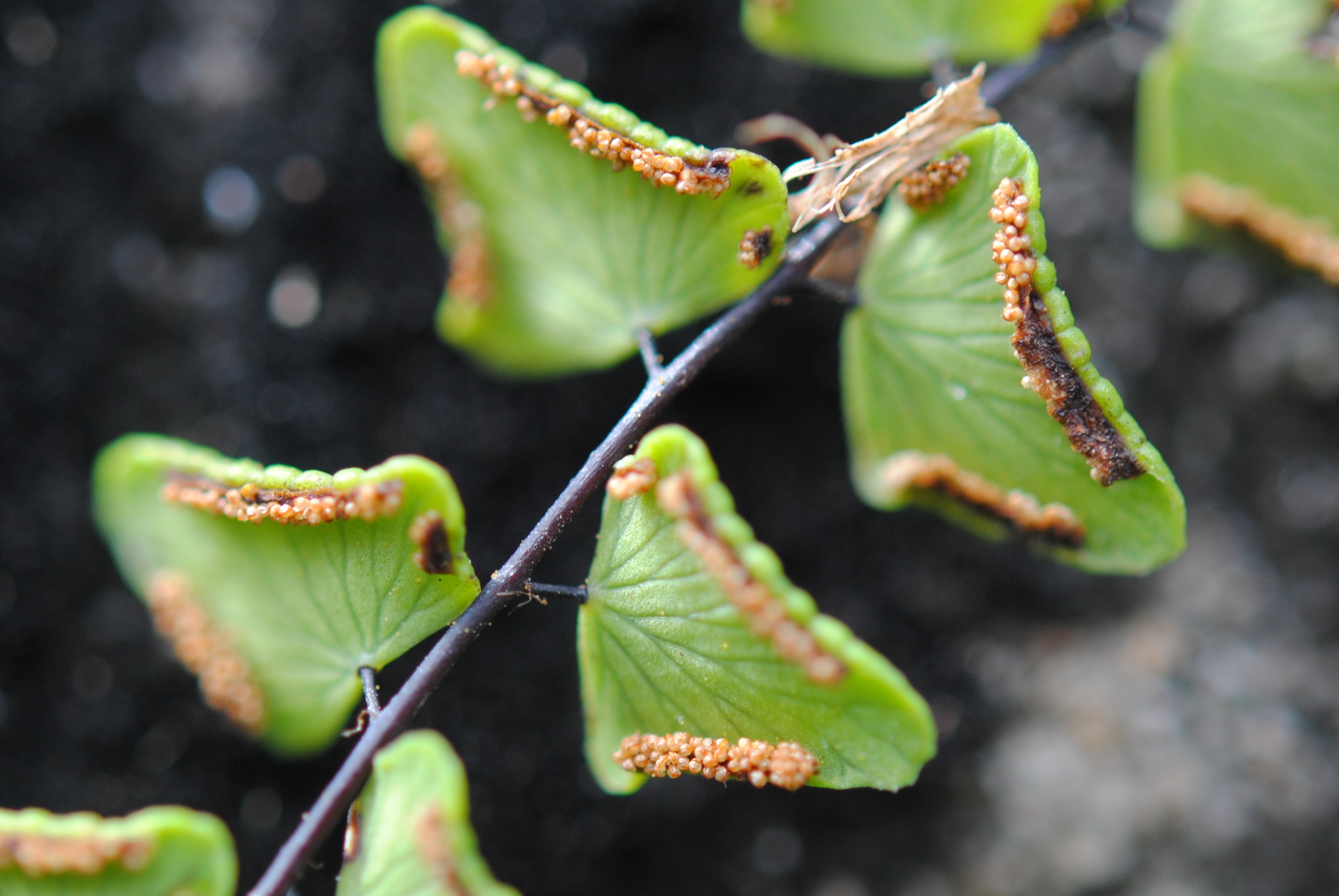 Adiantum deltoideum