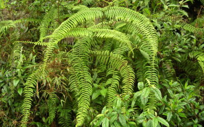 Diplopterygium bancroftii