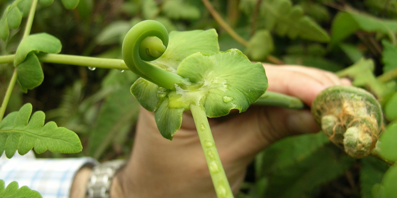 Histiopteris incisa