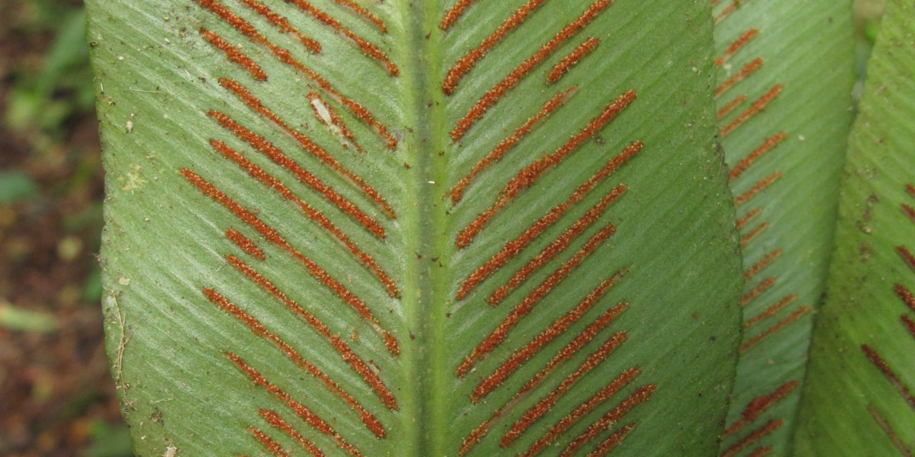 Asplenium serratum