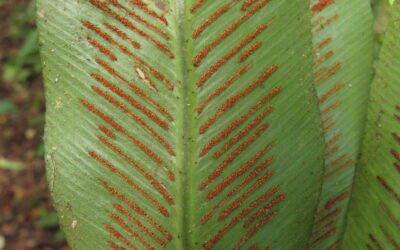 Asplenium serratum