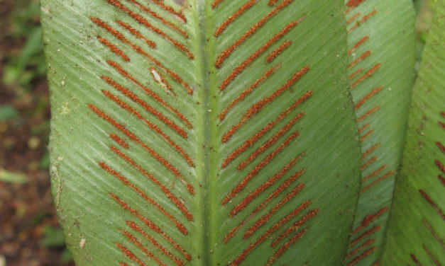 Asplenium serratum