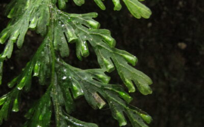 Vandenboschia rupestris