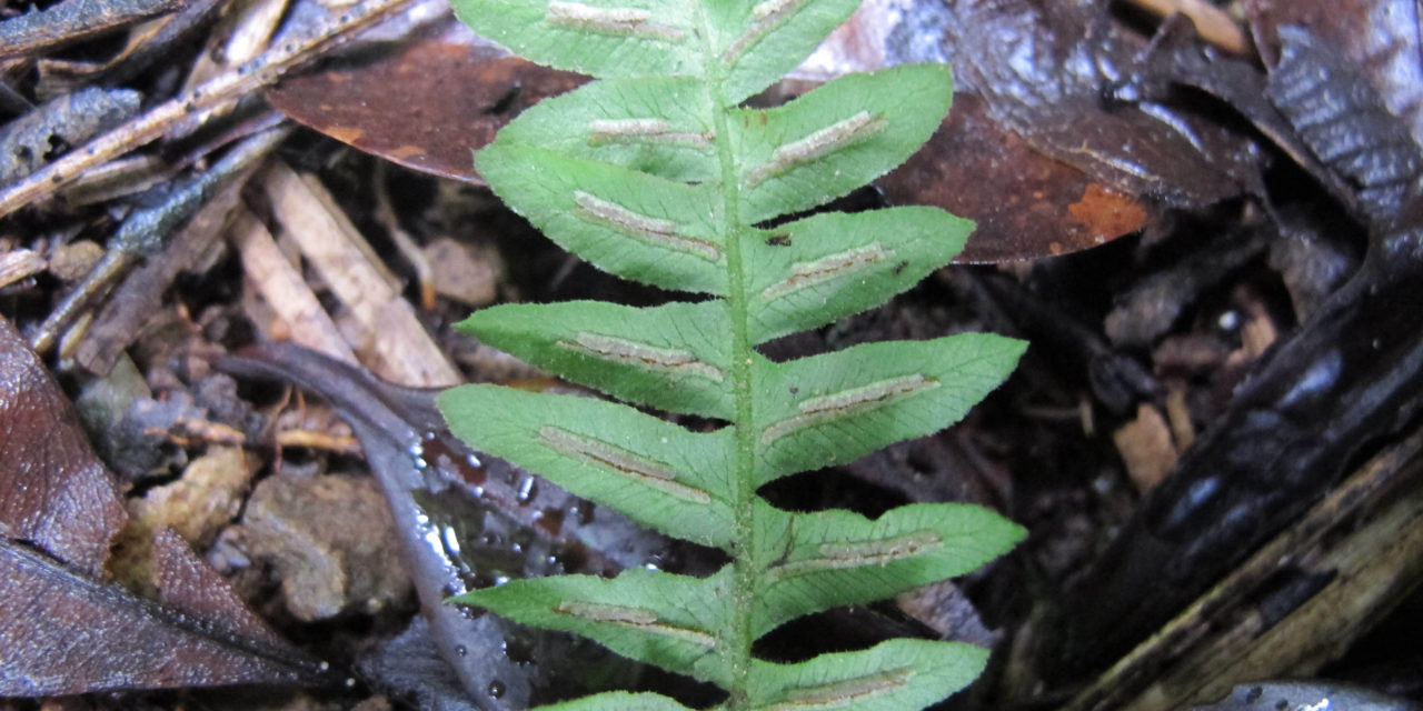 Blechnum laevigatum