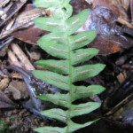 Blechnum laevigatum